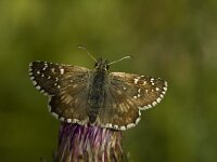 Pyrgus armoricanus 10, Bretons spikkeldikkopje, Saxifraga-Marijke Verhagen