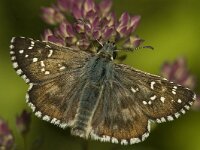 Pyrgus armoricanus 5, Bretons spikkeldikkopje, male, Saxifraga-Marijke Verhagen