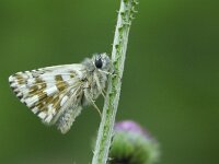 Pyrgus armoricanus 6, Bretons spikkeldikkopje, Vlinderstichting-Chris van Swaay  5.20 14:47