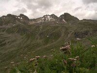 Pyrgus cacaliae, Dusky Grizzled Skipper