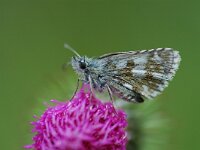 Pyrgus cacaliae 2, Donker spikkeldikkopje, Vlinderstichting-Albert Vliegenthart