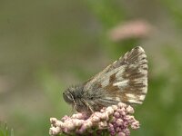 Pyrgus cacaliae 3, Donker spikkeldikkopje, Vlinderstichting-Kars Veling
