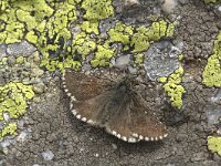 Pyrgus cacaliae 4, Donker spikkeldikkopje, Vlinderstichting-Kars Veling