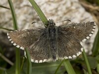Pyrgus cacaliae 5, Donker spikkeldikkopje, Vlinderstichting-Kars Veling