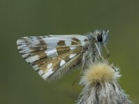 Pyrgus carlinae, Carline Skipper