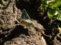 Pyrgus carlinae 4, Westelijk spikkeldikkopje, Saxifraga-Jan van der Straaten