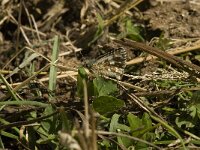 Pyrgus carlinae 6, Westelijk spikkeldikkopje, Saxifraga-Jan van der Straaten