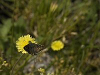 Pyrgus carlinae 9, Westelijk spikkeldikkopje, Saxifraga-Jan van der Straaten