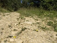 Pyrgus carthami, Safflower Skipper