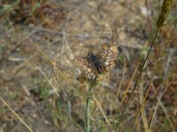 Pyrgus cinarae 2, Turks spiegeldikkopje, Saxifraga-Ed Stikvoort
