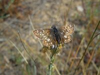 Pyrgus cinarae 3, Turks spiegeldikkopje, Saxifraga-Ed Stikvoort