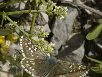 Pyrgus malvae 34, Aardbeivlinder, Saxifraga-Marijke Verhagen