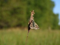 Pyrgus malvae 38, Aardbeivlinder, Saxifraga-Rudmer Zwerver