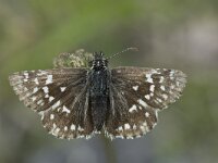 Pyrgus malvae 51, Aardbeivlinder, Saxifraga-Willem van Kruijsbergen