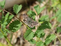 KULA-BESNA KOBILA. PYRGUS MALVAE.