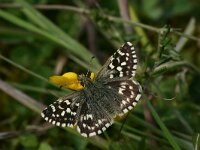Pyrgus malvoides 2, Zuidelijke aardbeivlinder, Vlinderstichting-Kars Veling