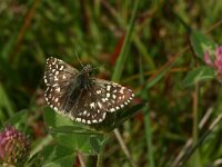 Pyrgus malvoides 3, Zuidelijke aardbeivlinder, Vlinderstichting-Kars Veling