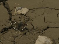 Pyrgus onopordi, Rosy Grizzled Skipper