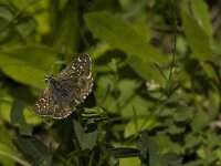 Pyrgus serratulae 6, Voorjaarsspikkeldikkopje, Saxifraga-Jan van der Straaten