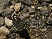 Pyrgus serratulae 8, Voorjaarsspikkeldikkopje, Saxifraga-Jan van der Straaten