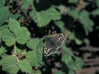 Pyrgus sidae, Yellow Banded Skipper