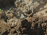 Pyrgus sidae 2, Geelbandspikkeldikkopje, Vlinderstichting-Albert Vliegenthart