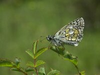 Pyrgus sidae 7, Geelbandspikkeldikkopje, Vlinderstichting-Chris van Swaay  5.20 11:16