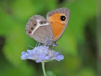 Pyronia bathseba, Spanish Gatekeeper