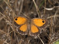 Pyronia cecilia, Southern Gatekeeper