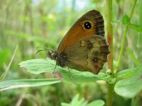 Pyronia tithonus 21, Oranje zandoogje, Saxifraga-Arthur van Dijk