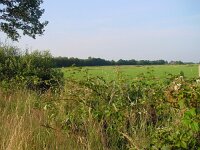 Pyronia tithonus 3, Oranje zandoogje, habitat, Vlinderstichting-Henk Bosma