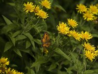 Pyronia tithonus 35, Oranje zandoogje, Saxifraga-Jan van der Straaten