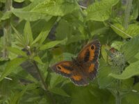 Pyronia tithonus 44, Oranje zandoogje, Saxifraga-Jan van der Straaten