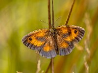 Orange Butterfly Gatekeeper resting on grass  Butterfly Gatekeeper or hedge brown (Pyronia tithonus) scarce insect in natural grassland habitat. Butterfly scene in nature of Europe. The Netherlands. : Bug, Netherlands, background, beautiful, british, brown, butterfly, close up, closeup, color, colorful, colour, day, england, entomology, environment, europe, european, fauna, gatekeeper, gatekeeper butterfly, grass, grassland, hedge brown, hedge brown butterfly, insect, invertebrate, macro, macro insect, meadow, natural, nature, orange, orange and brown, outdoor, outdoors, perched on a leaf, pyronia tithonus, summer, summertime, uk, united kingdom, wild, wildlife, wings, wings open