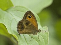 Pyronia tithonus 7, Oranje zandoogje, male, Saxifraga-Jan van der Straaten
