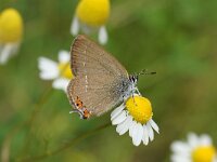 Satyrium acaciae 3, Kleine sleedoornpage, Saxifraga-Joep Steur