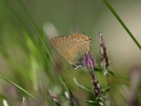 Satyrium esculi 5, Spaanse eikepage, Saxifraga-Dirk Hilbers