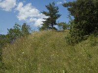Satyrium spini, Blue Spot Hairstreak