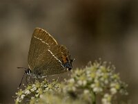 Satyrium spini 24, Wegedoornpage, Saxifraga-Jan van der Straaten