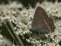 Satyrium spini 27, Wegedoornpage, Saxifraga-Marijke Verhagen