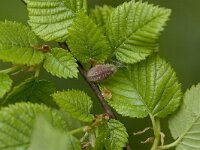 Satyrium w-album, White Letter Hairstreak
