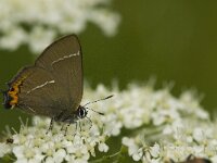 Satyrium w-album 10, Iepenpage, Saxifraga-Jan van der Straaten