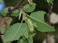 Satyrium w-album 11, Iepenpage, larva, Saxifraga-Kars Veling