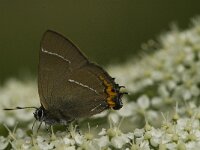 Satyrium w-album 8, Iepenpage, Saxifraga-Jan van der Straaten