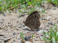Satyrus actaea, Black Satyr