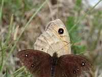 Satyrus ferula, Great Sooty Satyr