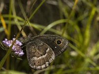 Satyrus ferula 22, Grote saterzandoog, male, Saxifraga-Marijke Verhagen