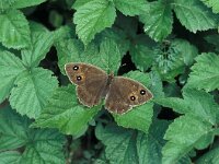 Satyrus ferula 32, Grote saterzandoog, Vlinderstichting-Kars Veling