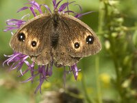 Satyrus ferula 34, Grote saterzandoog, female, Saxifraga-Jan van der Straaten