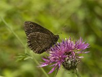 Satyrus ferula 39, Grote saterzandoog, male, Saxifraga-Jan van der Straaten